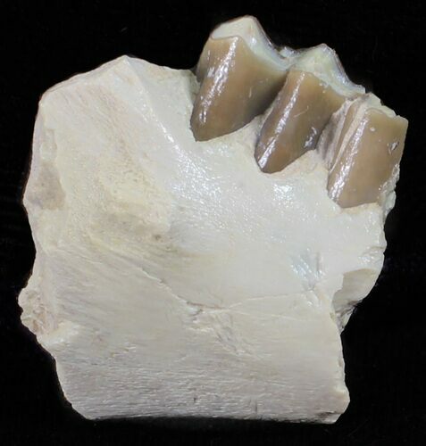 Oligocene Ruminant (Leptomeryx) Jaw Section #60969